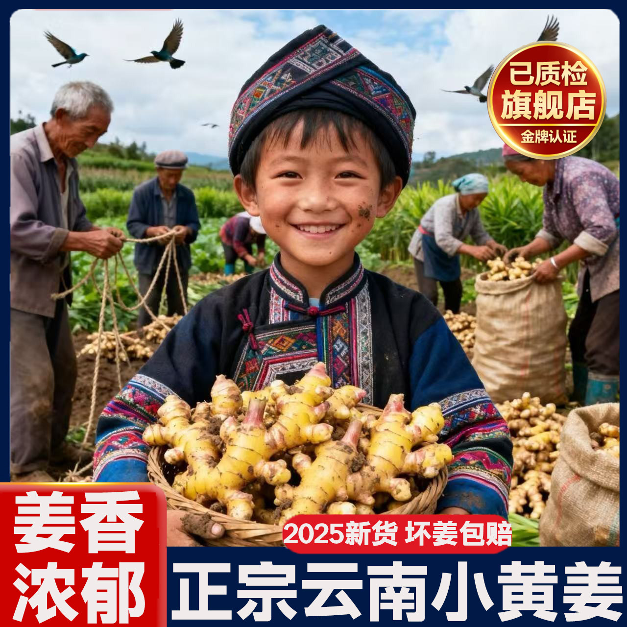 正宗云南小黄姜旗舰店高山沙姜土姜种子新鲜生姜农家自种姜香味浓