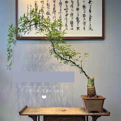 小叶簕竹老桩勒竹勒竹盆景时来运转富贵竹宿舍桌面绿植宝塔簕竹