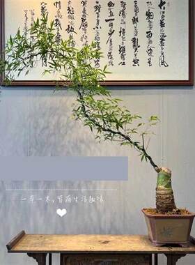 小叶簕竹老桩勒竹勒竹盆景时来运转富贵竹宿舍桌面绿植宝塔簕竹