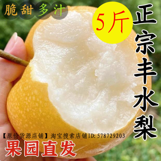 山东阳信丰水梨正宗丰水梨果园现摘丰水梨水果新鲜当季整箱包邮