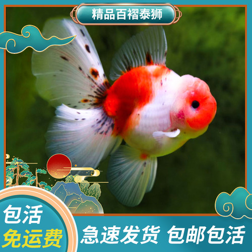 泰狮金鱼好养活不加温入缸包活