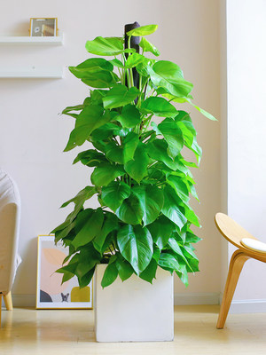 大叶绿萝柱盆栽客厅室内办公室吸甲醛净化空气大绿箩柱绿植物好养