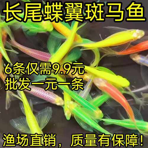 精品长尾蝶翼斑马鱼观耐活耐寒新手赏鱼冷水耐寒易活新手观赏鱼