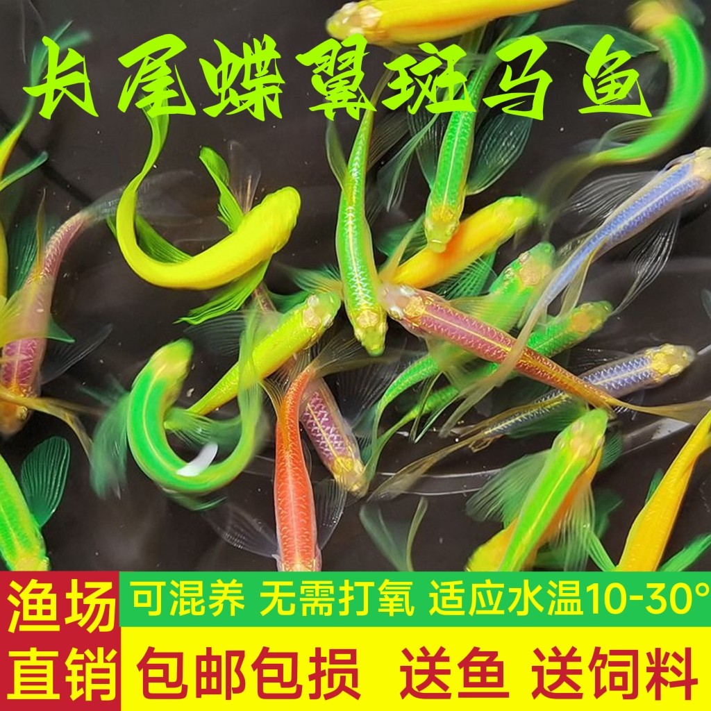 蝶翼长尾斑马鱼翡翠绿大帆长鳍斑马小体型观赏鱼荧光色淡水不打氧