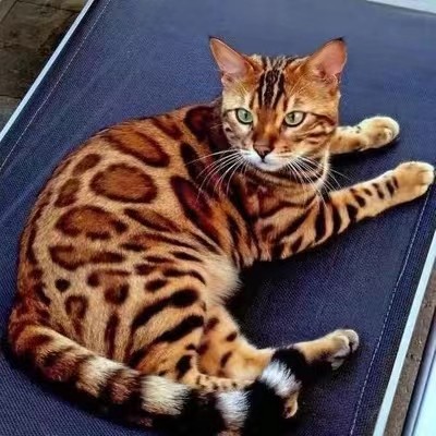 孟加拉豹猫幼崽赛级幼猫宠物猫咪玩具虎家养雪豹纹猫纯种血统猫舍