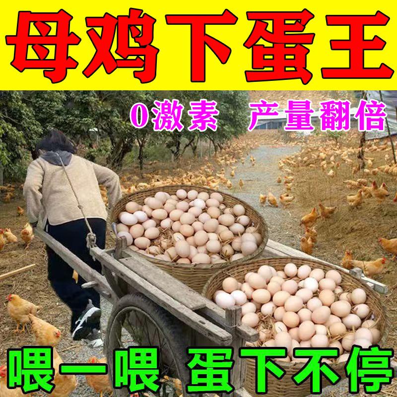 蛋多多鸡下蛋专用鸡曾蛋产蛋饲料