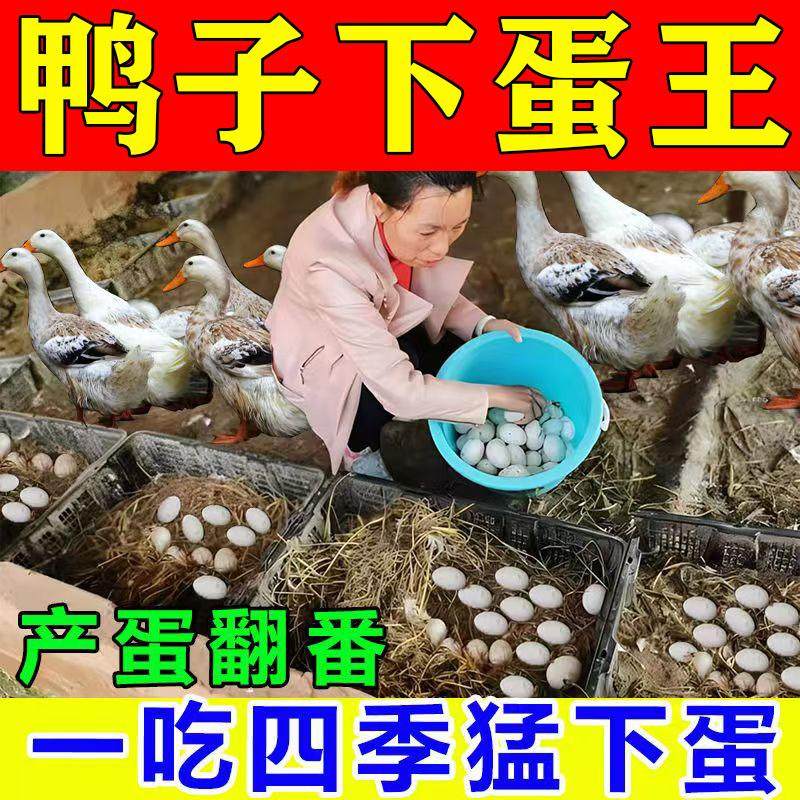 鸭子曾蛋宝鸭子下蛋饲料强力曾蛋宝蛋多多饲料鸡下蛋专用催蛋素