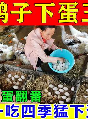 强力曾蛋宝鸡鸭鹅下蛋专用
