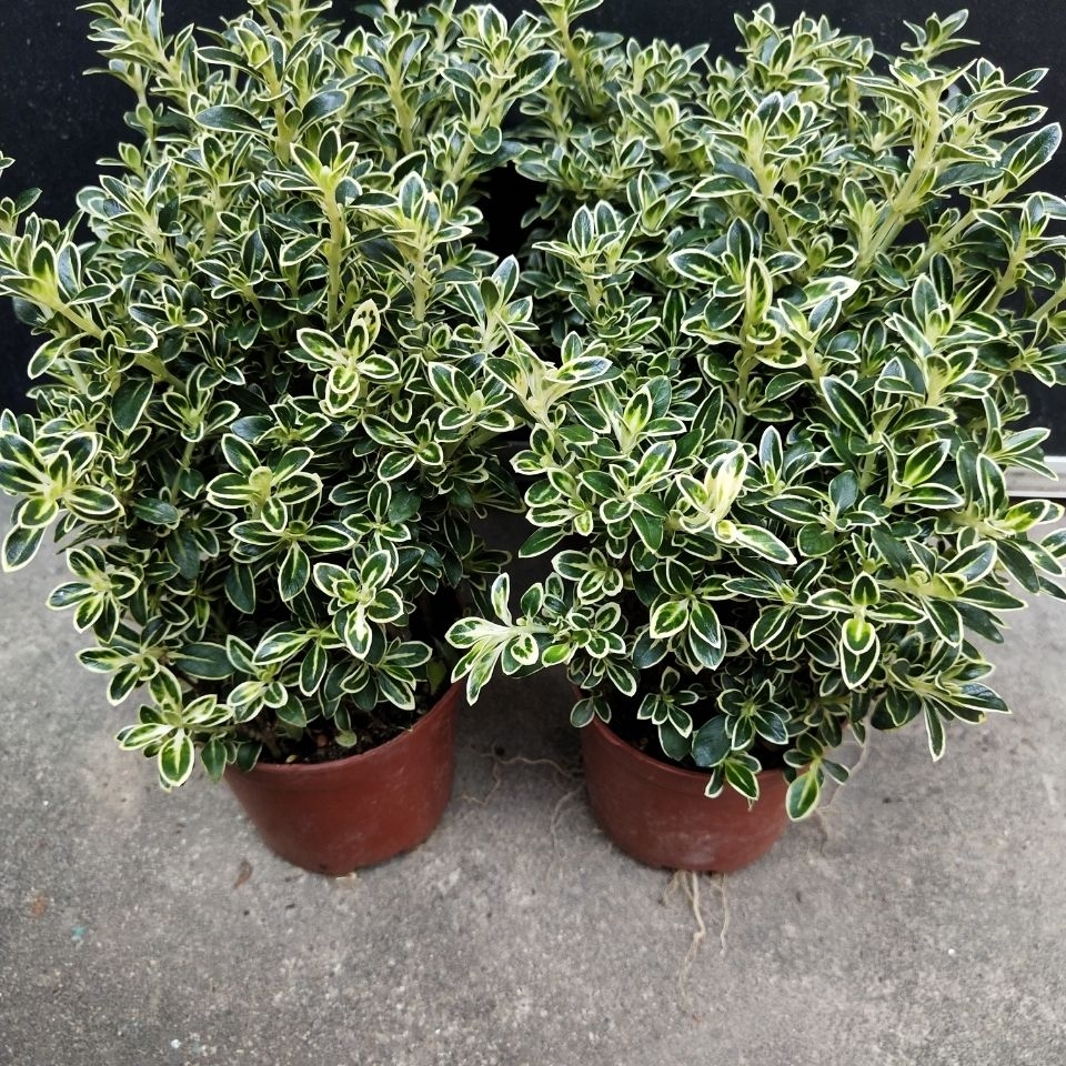 提根金边六月雪易成活耐寒植物