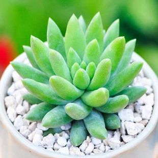 玉珠莲千佛手多肉肉植物小老桩玉珠帘绿植花卉盆栽夏季耐旱办公室