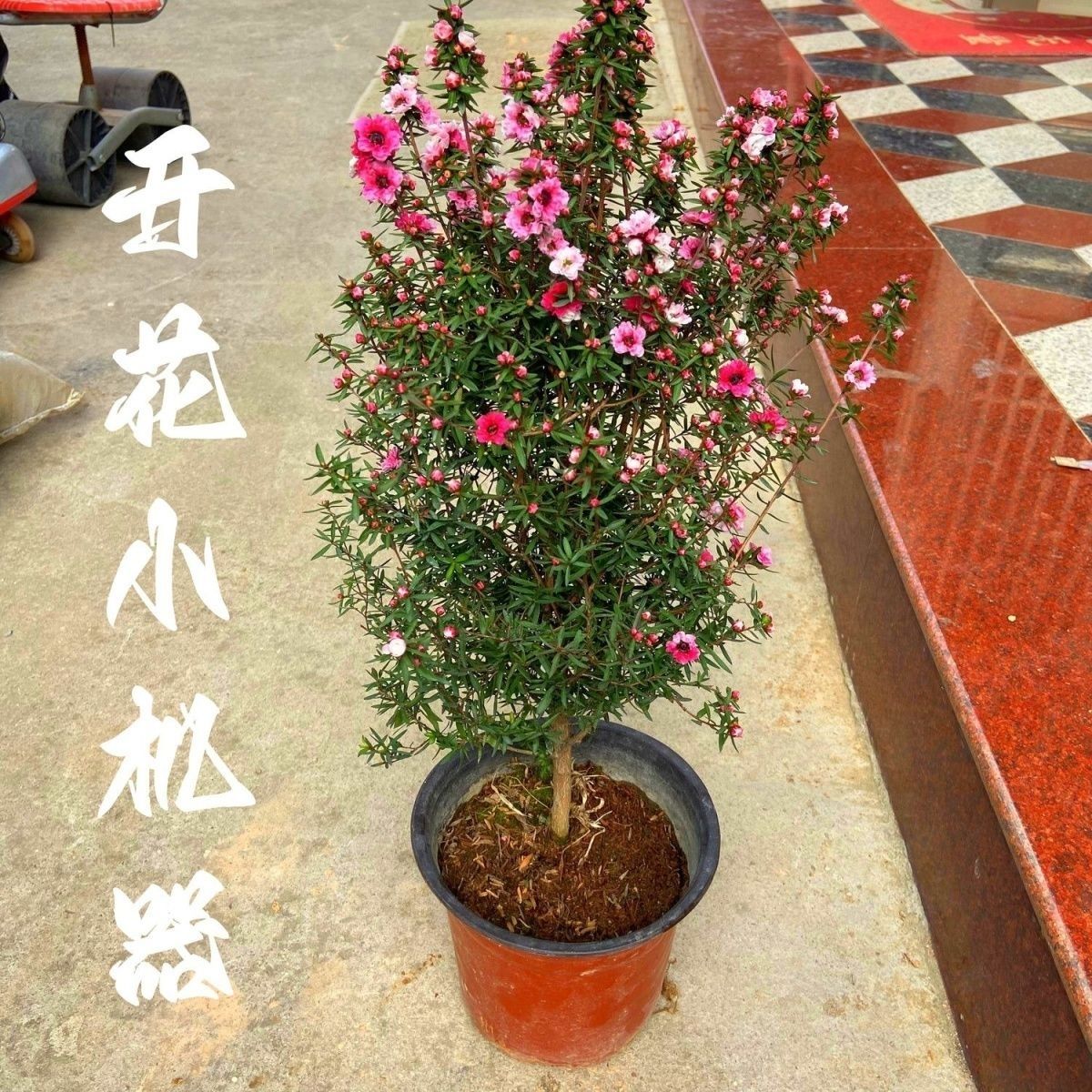松红梅盆栽带花苞耐寒绿植