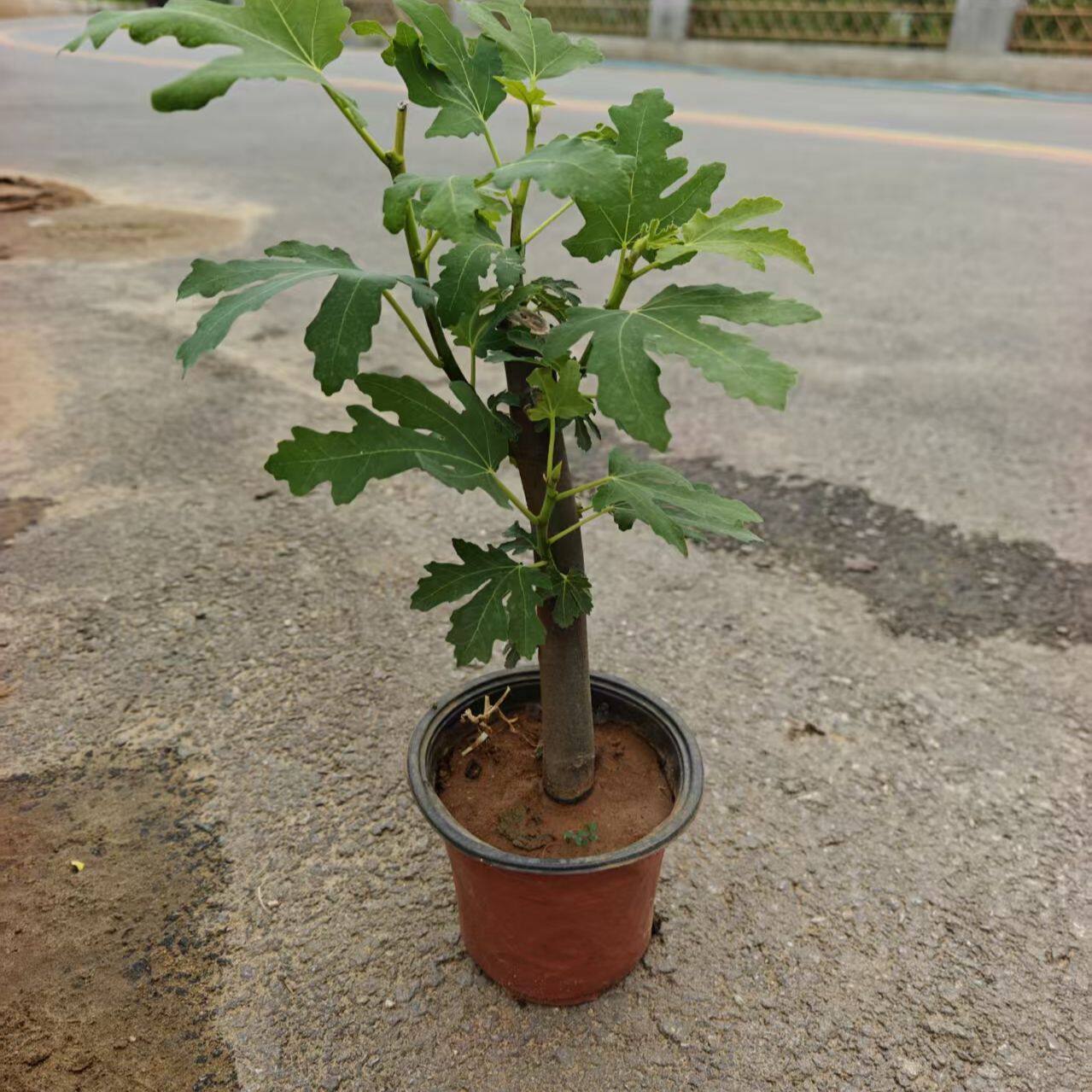 无花果四季盆栽盆景绿植