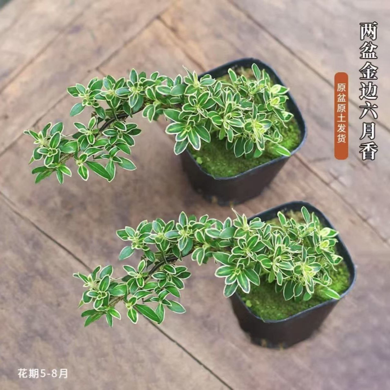 禅意六月雪桌面盆栽好养