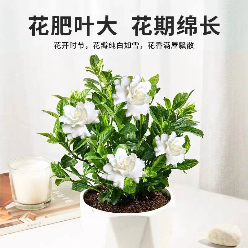 栀子花大盆室内阳台四季开花绿植庭院桌面盆栽净化空气吸甲醛牡丹