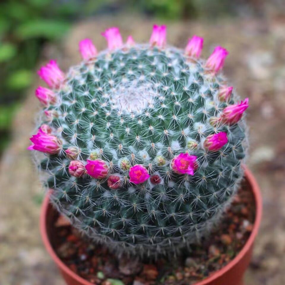 玉翁仙人球软毛多肉植物小盆栽