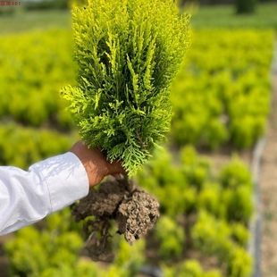洒金柏扁柏侧柏香松盆景庭院阳台室内外种植易活好养四季常青苗花