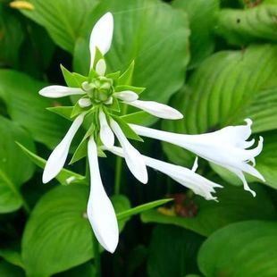 玉簪花大苗户外阳台室外绿植观叶观花宿根植物耐寒耐旱庭院绿化花
