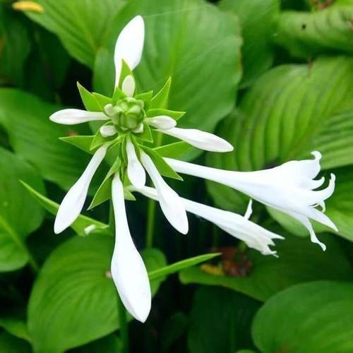 耐寒耐旱阳台观花户外庭院