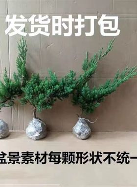 地柏苗树桩地柏树苗盆景地柏盆栽迎客松小苗沙地柏苗龙柏树苗四季