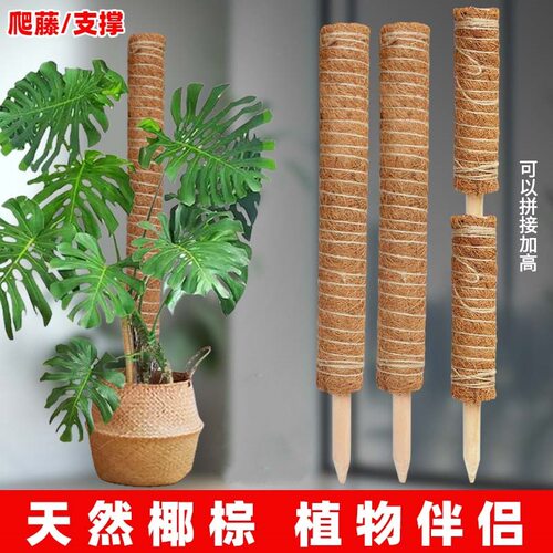 绿箩攀爬柱椰棕棒龟背竹支撑杆固