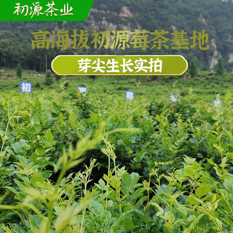 125克正宗张家界莓茶特级芽尖莓茶藤茶龙须茅岩霉茶茶叶