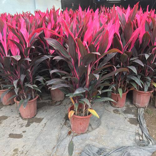 朱蕉红叶植物盆栽富贵竹庭院