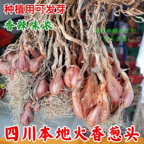 本地土葱头可种植小香葱