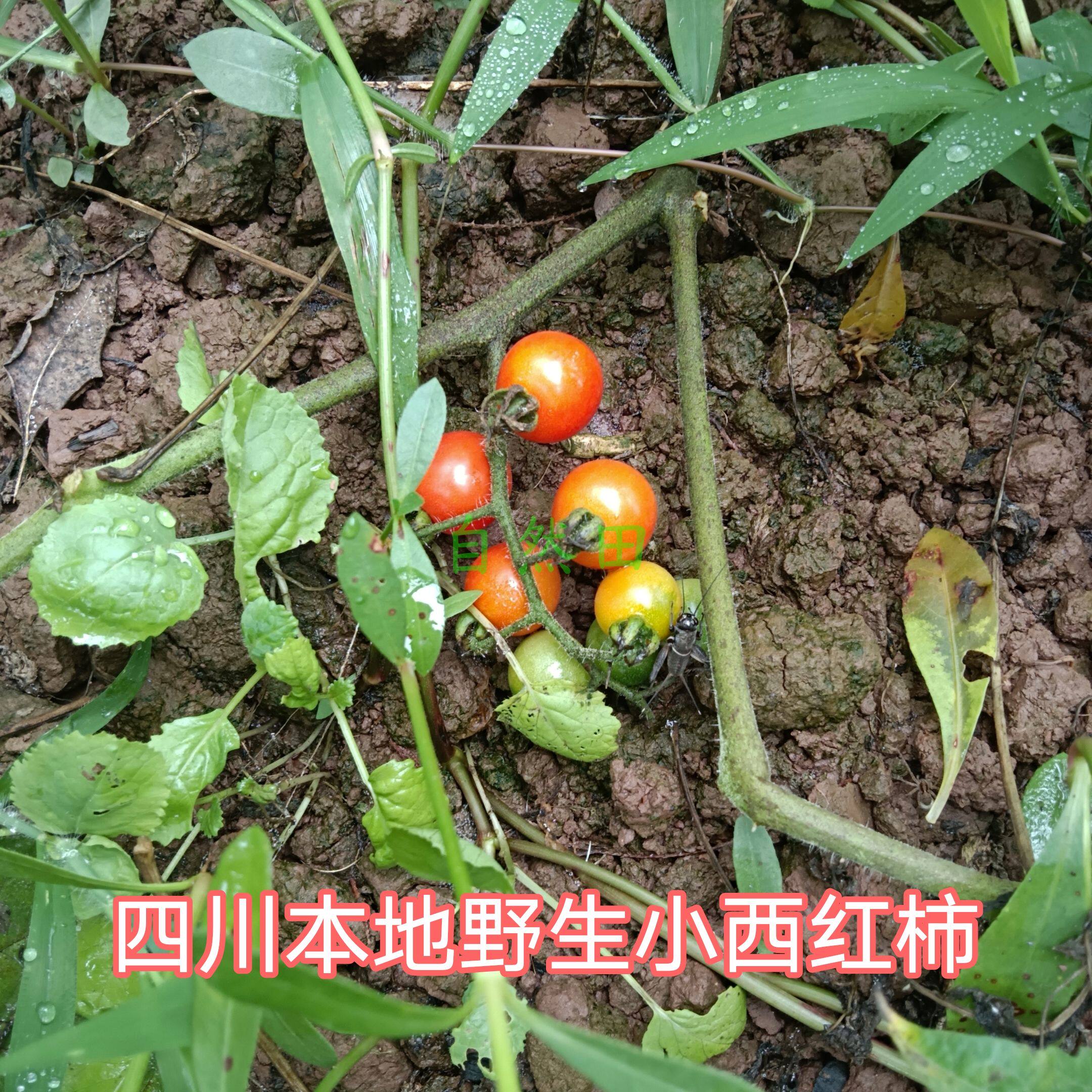 四川本地野生小番茄农家自种新鲜老品种小西红柿味道浓老式非转