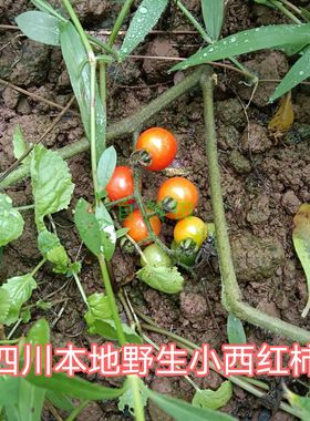 四川本地野生小番茄农家自种新鲜老品种小西红柿味道浓老式非转