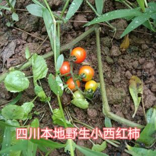 四川本地野生小番茄农家自种新鲜老品种小西红柿味道浓老式非转