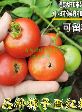 传统小柿子西红柿农家自留古老品种番茄酸甜味浓结果多老式非转