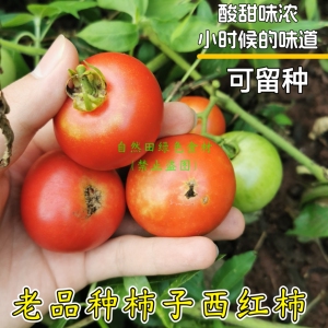 传统小柿子西红柿农家自留古老品种番茄酸甜味浓结果多老式非转