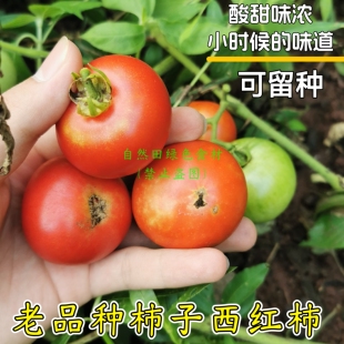 传统小柿子西红柿农家自留古老品种番茄酸甜味浓结果多老式非转