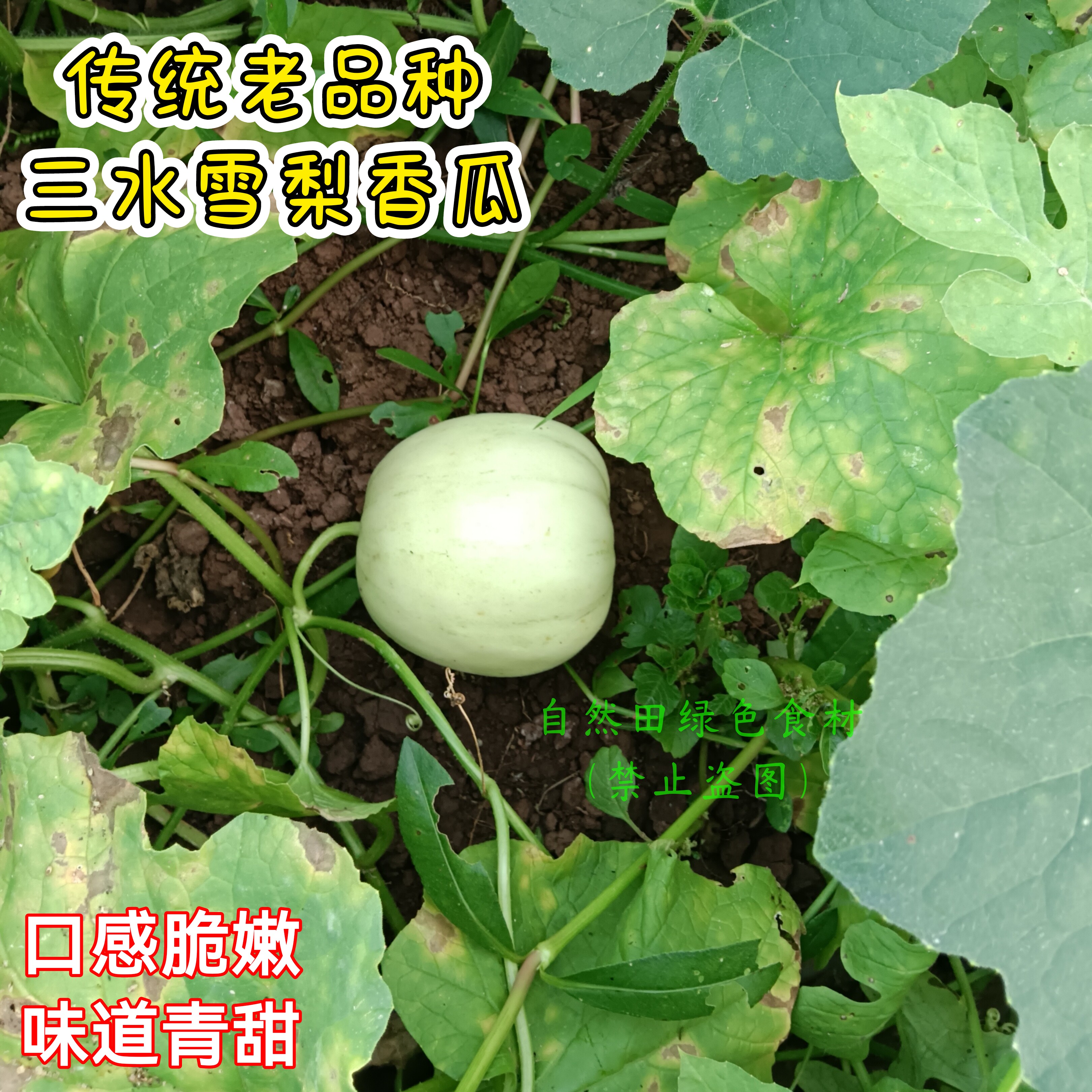老品种香瓜传统三水雪梨瓜农家自留种老式非转脆甜香气浓郁