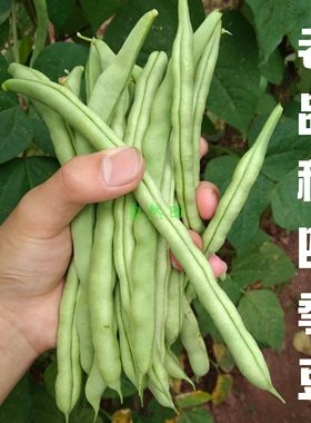 本地芸豆老品种四季豆农家自种新鲜搭架爬藤扁豆角老式非转