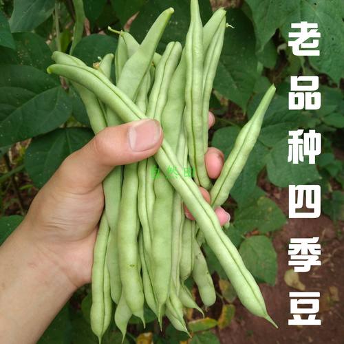 本地芸豆老品种四季豆农家自种新鲜搭架爬藤扁豆角老式非转