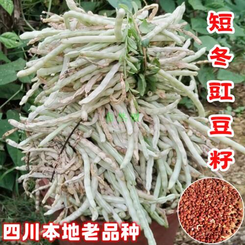 冬豆角老品种泡菜缸豆