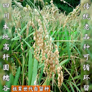 四川高杆老品种糯谷本地圆糯谷农家自种今年新晒干水稻酒谷鸟食