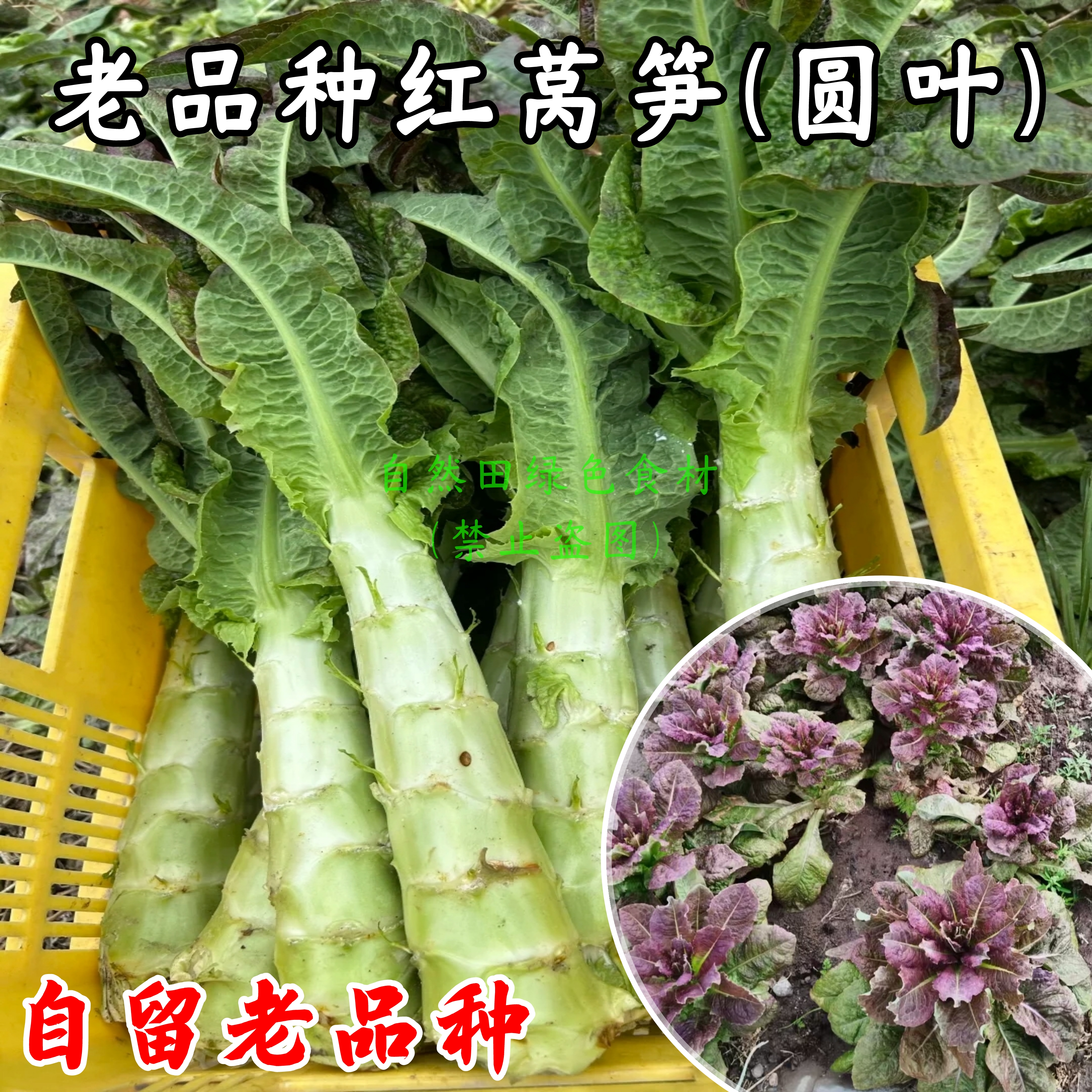 自留老品种圆红叶莴笋农家种植新鲜土莴苣耐热可循环留种