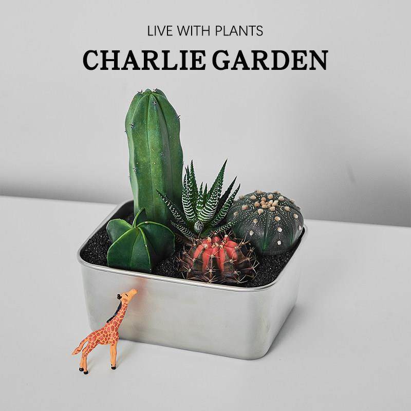 仙人掌盆栽办公室桌面多肉植物室内创意绿植花卉情绪解压送礼礼物,鲜花速递/花卉仿真/绿植园艺,多肉植物,淘宝优惠券,粉丝福利购,淘宝优惠卷