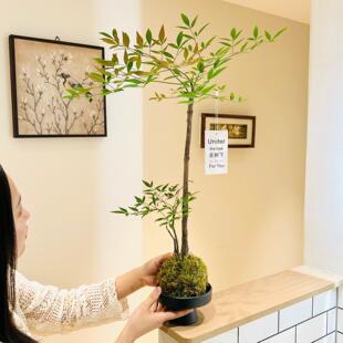 水培禅意南天竹盆栽苔藓球客厅茶桌绿植高级感四季好养活造型植物