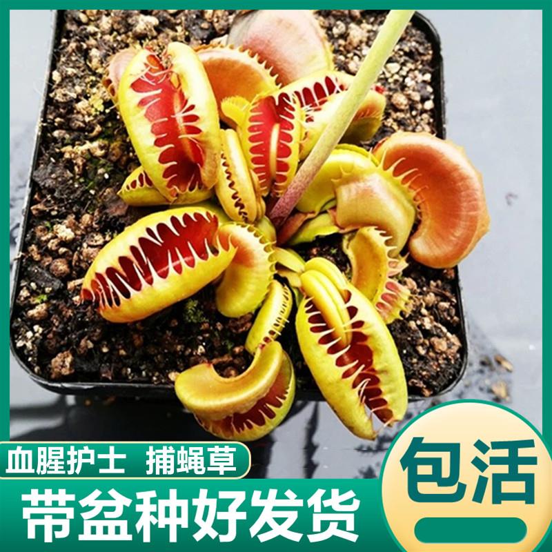 血腥护士捕蝇草食虫植物异形夹子捕虫草绿植盆栽稀有驱蚊草食虫草