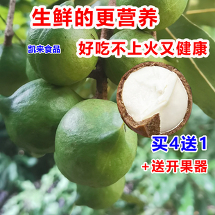 坏1赔3 云南新鲜夏威夷果原味生果澳洲坚果干果无添加孕妇可食