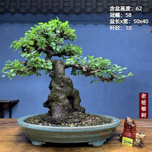 老桩小叶榔榆怪桩矮霸榆树老桩坨坨一物一拍榆树盆景种好带盆包邮