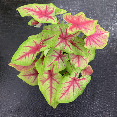 好养活绿植彩叶芋阳台净化空气