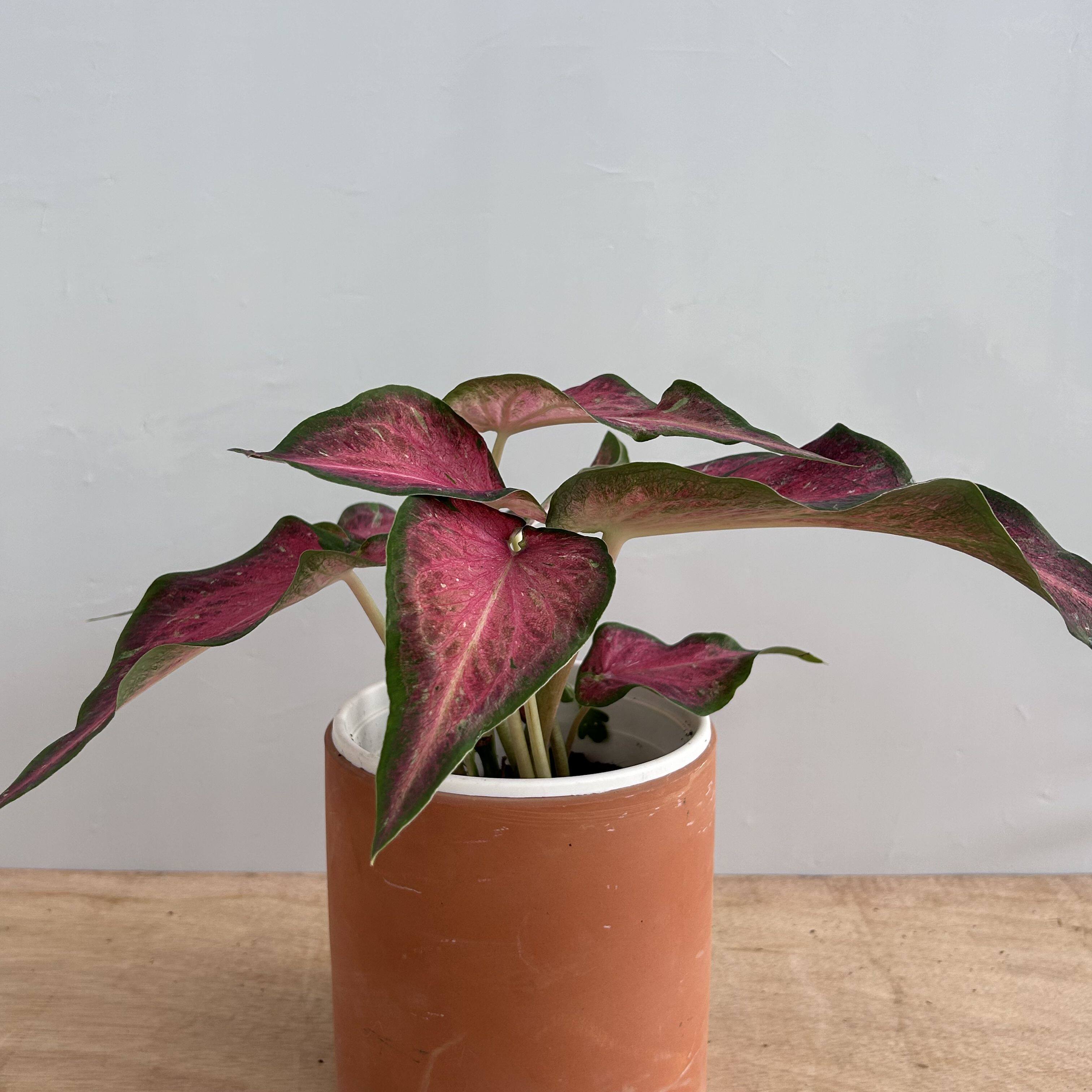 华尔兹彩叶芋盆栽室内阳台观花植物花卉绿植盆栽