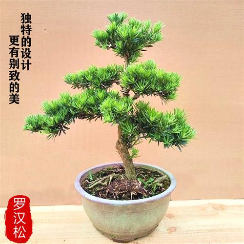 小叶雀舌悬崖式罗汉松迎客松树苗盆景真树老桩造型精品名贵植物