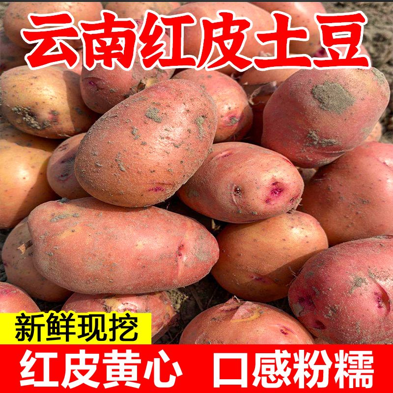 云南土豆新鲜现挖红皮黄心土豆10/3斤小土豆种子洋芋农家自种批发图片