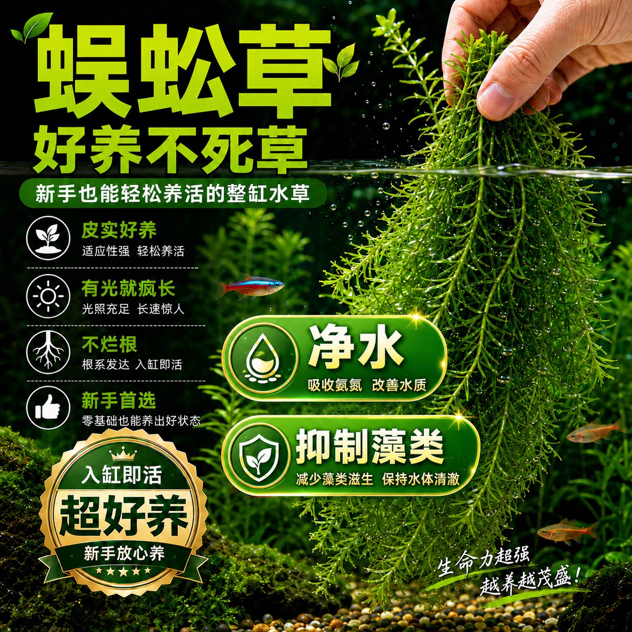 蜈蚣草水草鱼缸造景好养净水无需二氧化碳新手易养真草活体植物