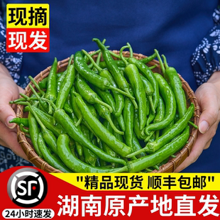 樟树新鲜小港辣椒当季现摘湖南薄皮青椒自种岳阳正宗蔬菜顺丰整箱